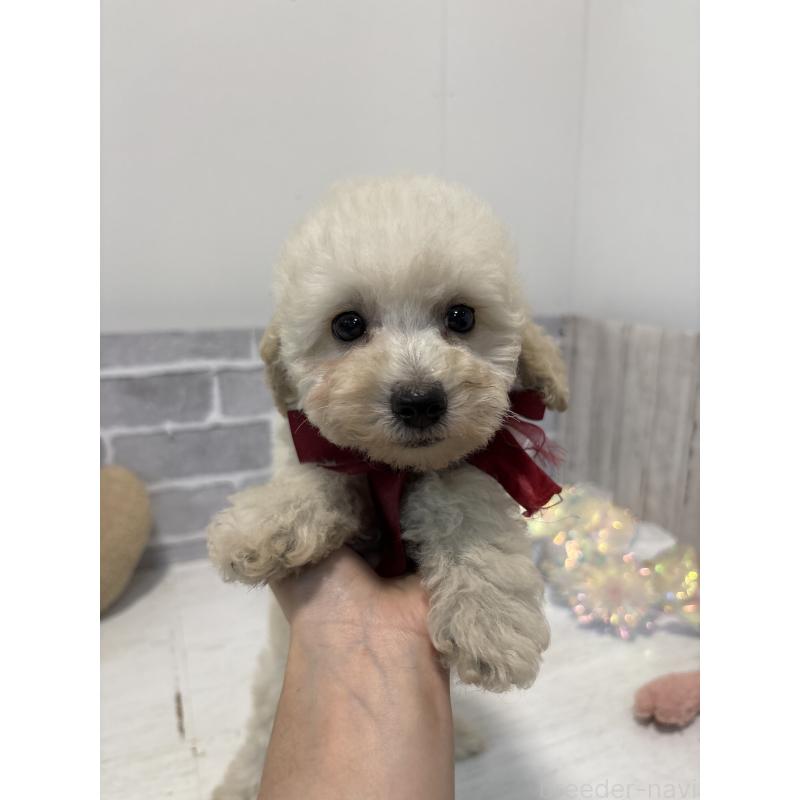 販売中の東京都のトイプードル-430464の2枚目