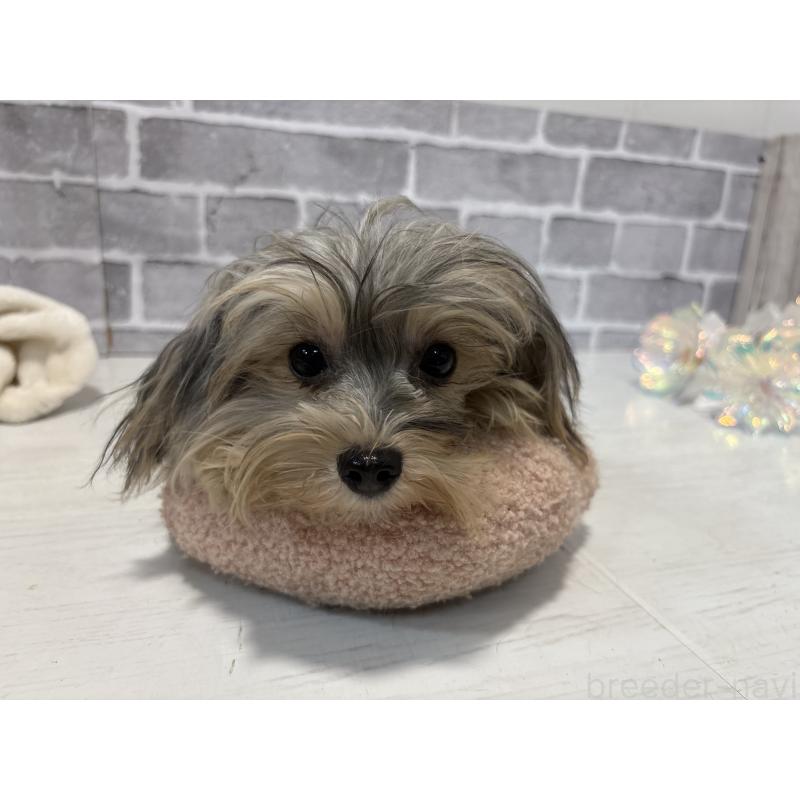 販売中の東京都のヨープー:ヨークシャーテリア×トイプードル-388918の10枚目
