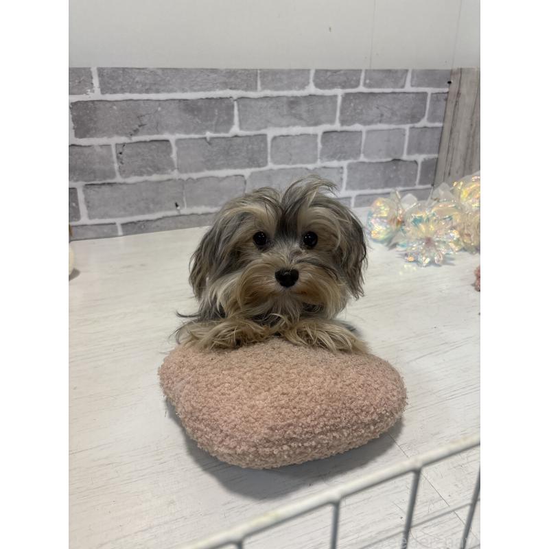 販売中の東京都のヨープー:ヨークシャーテリア×トイプードル-388918の9枚目