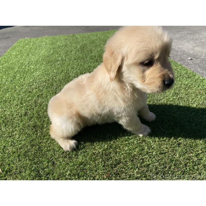 販売中の静岡県のゴールデンレトリーバー-431944の9枚目