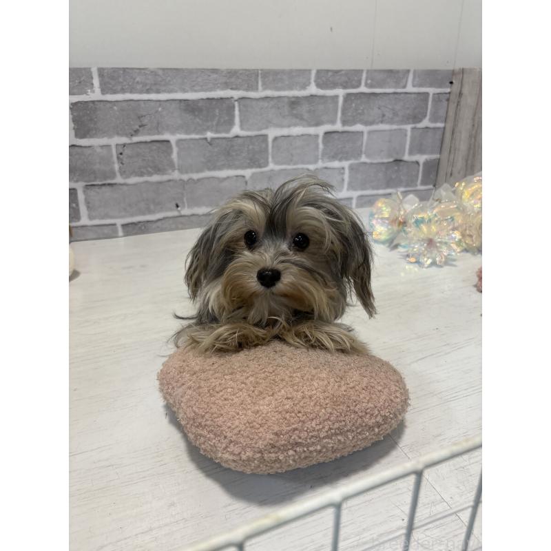 販売中の東京都のヨープー:ヨークシャーテリア×トイプードル-388918の8枚目