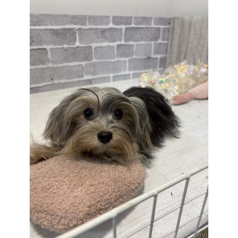 販売中の東京都のヨープー:ヨークシャーテリア×トイプードル-388918の7枚目