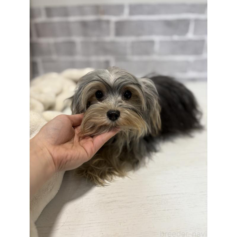 販売中の東京都のヨープー:ヨークシャーテリア×トイプードル-388918の6枚目