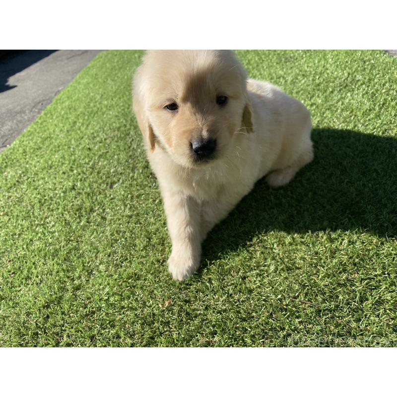 販売中の静岡県のゴールデンレトリーバー-431944の6枚目