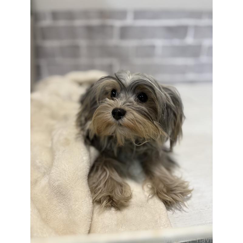 販売中の東京都のヨープー:ヨークシャーテリア×トイプードル-388918の5枚目