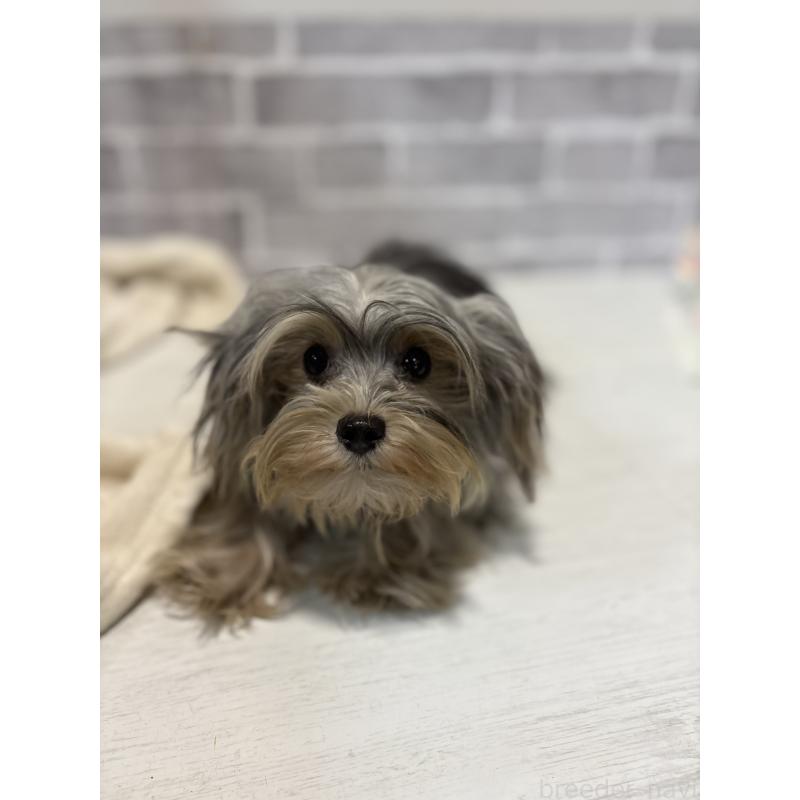 販売中の東京都のヨープー:ヨークシャーテリア×トイプードル-388918の3枚目