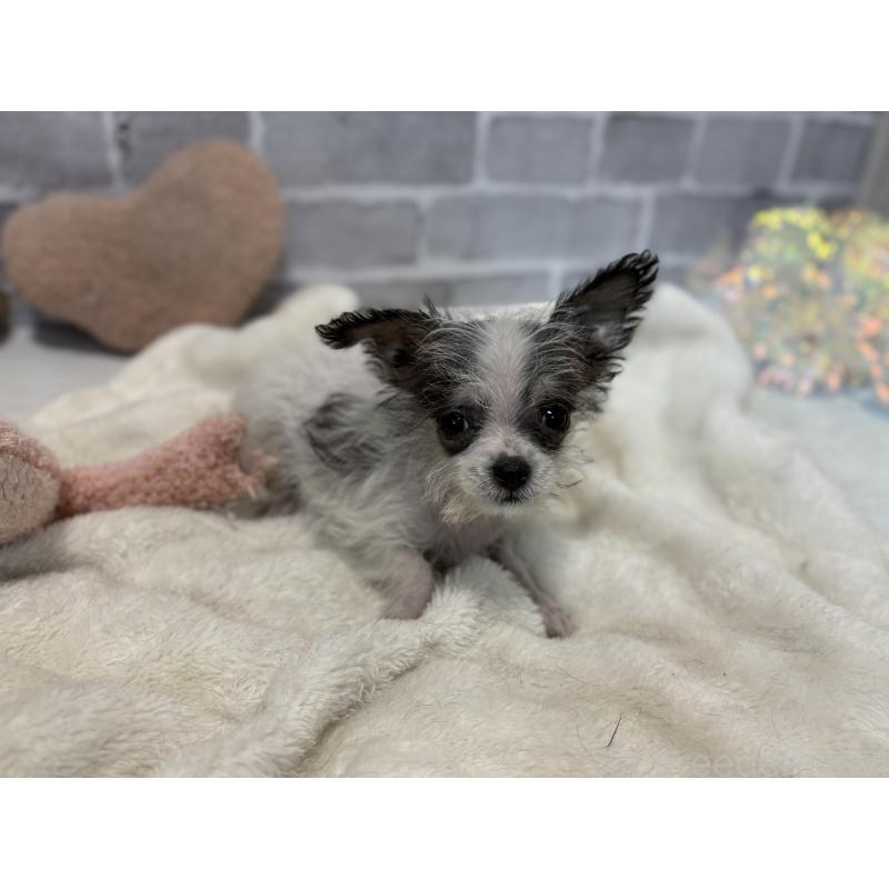 販売中の東京都のミックス犬-429793の5枚目