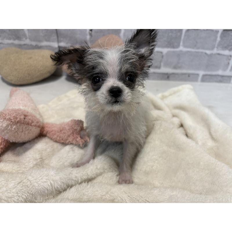 販売中の東京都のミックス犬-429793の4枚目