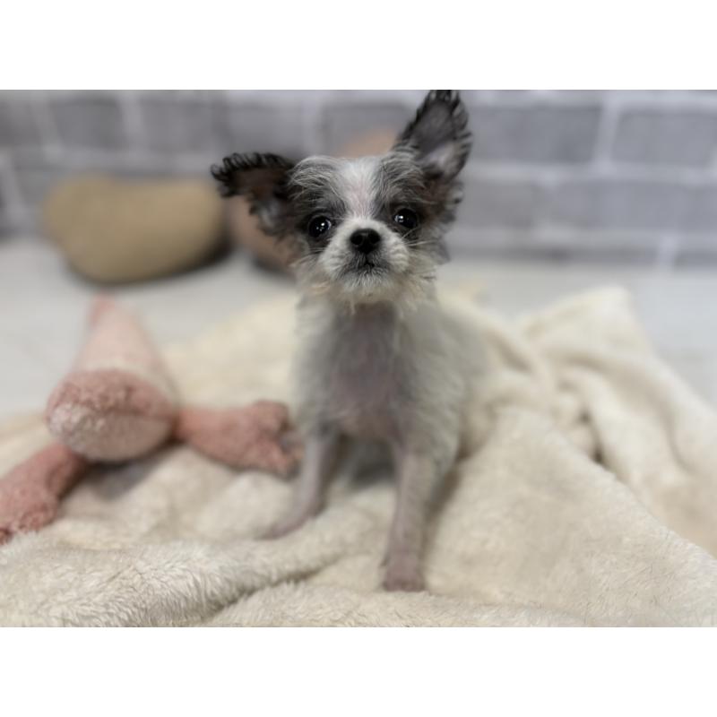 販売中の東京都のミックス犬-429793の2枚目