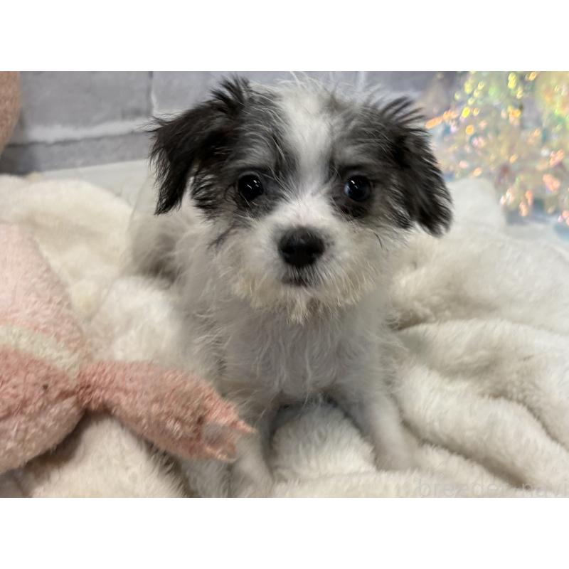 販売中の東京都のミックス犬-429791の7枚目