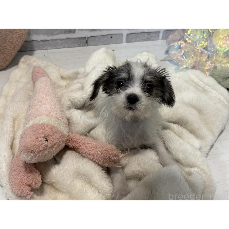 販売中の東京都のミックス犬-429791の6枚目