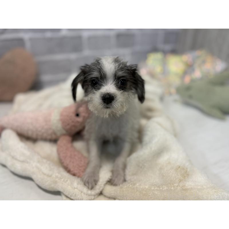 販売中の東京都のミックス犬-429791の3枚目