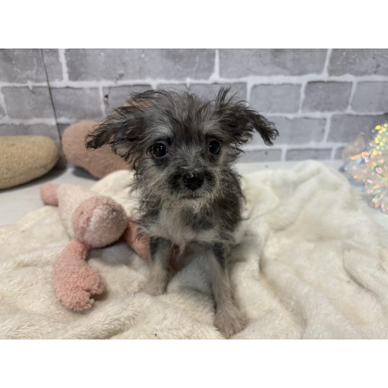 販売中の東京都のミックス犬-430422の8枚目