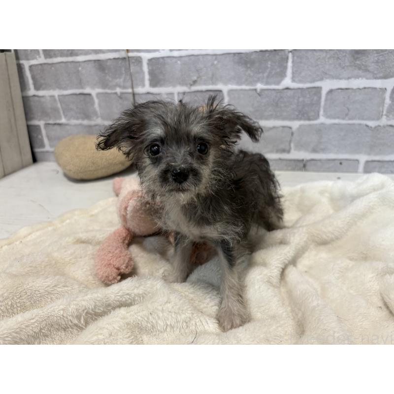 販売中の東京都のミックス犬-430422の7枚目