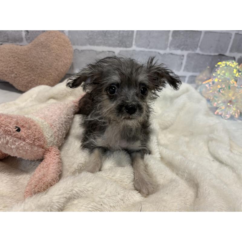 販売中の東京都のミックス犬-430422の6枚目