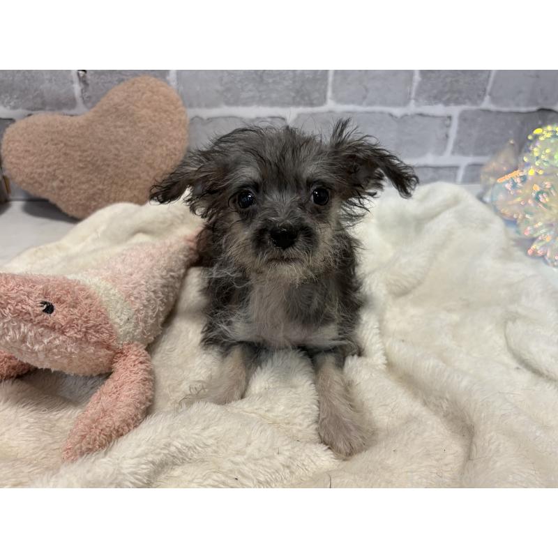 販売中の東京都のミックス犬-430422の5枚目