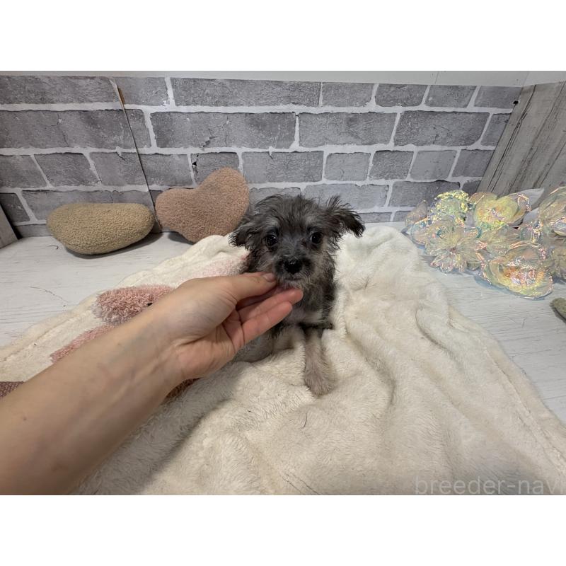 販売中の東京都のミックス犬-430422の4枚目