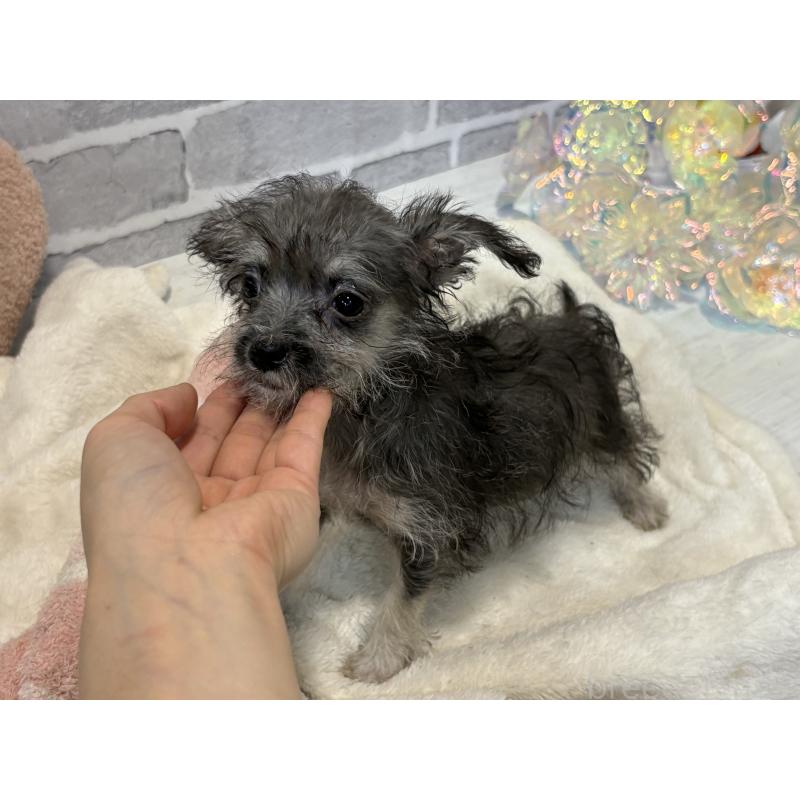 販売中の東京都のミックス犬-430422の2枚目