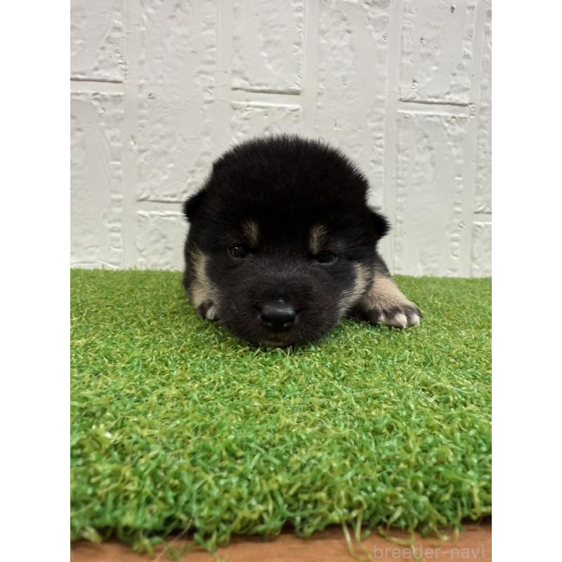 販売中の徳島県の柴犬-435779の3枚目