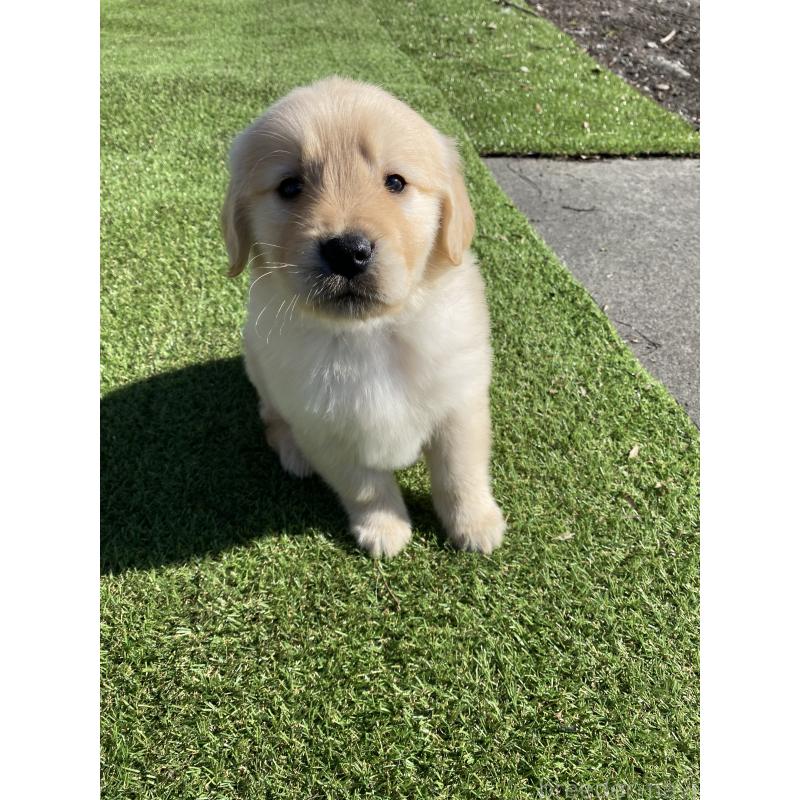 成約済の静岡県のゴールデンレトリーバー-432591の8枚目