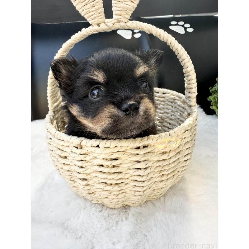 販売中の福岡県のミックス犬-435781の5枚目