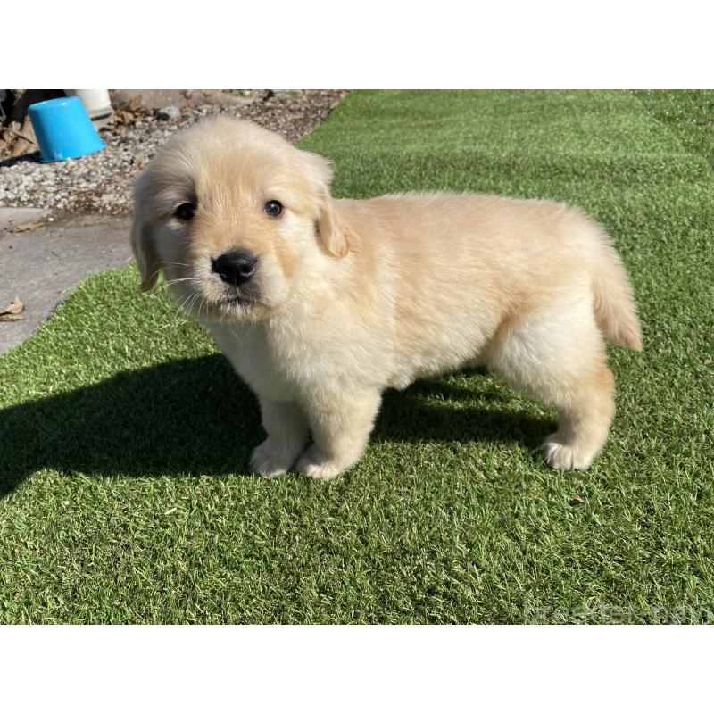 成約済の静岡県のゴールデンレトリーバー-432591の6枚目