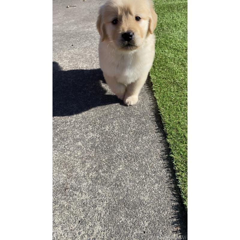 成約済の静岡県のゴールデンレトリーバー-432591の5枚目