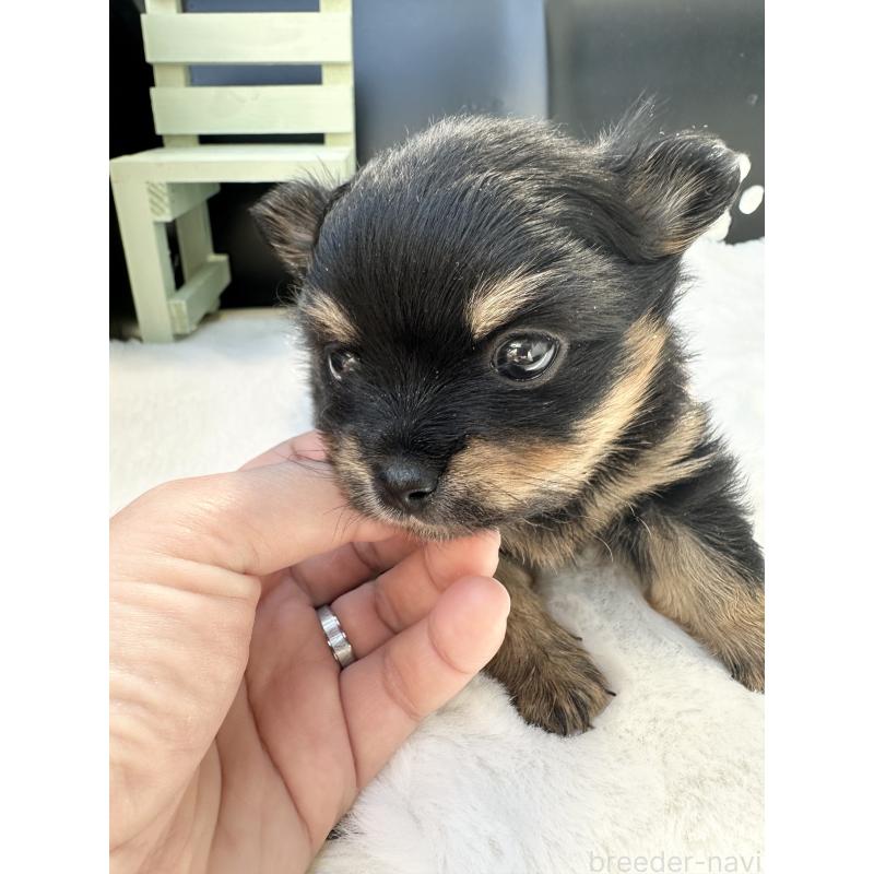 販売中の福岡県のミックス犬-435781の4枚目