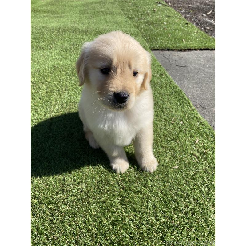 成約済の静岡県のゴールデンレトリーバー-432591の3枚目