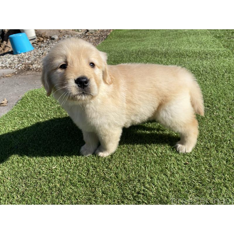 成約済の静岡県のゴールデンレトリーバー-432591の2枚目