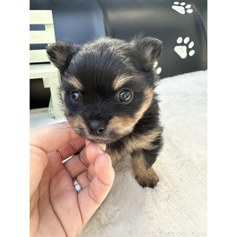 販売中の福岡県のミックス犬-435781の2枚目