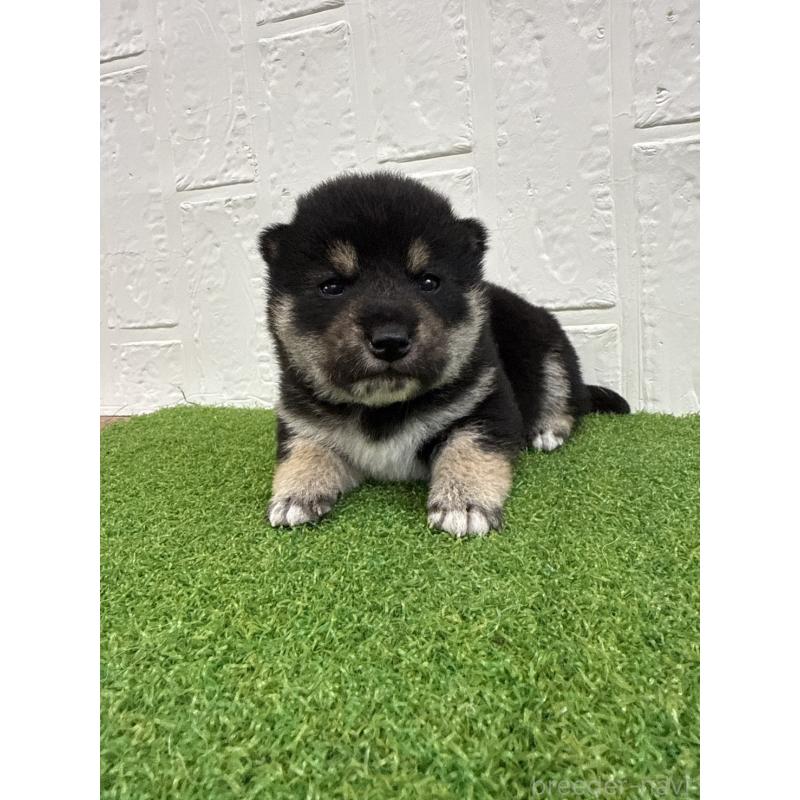 販売中の徳島県の柴犬-435780の3枚目