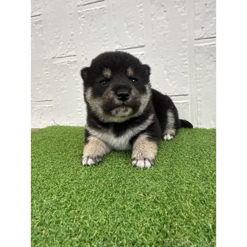 販売中の徳島県の柴犬-435780の2枚目