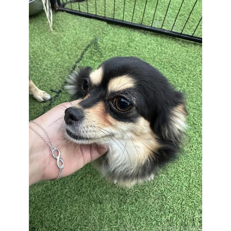 ルビーちゃん1枚目