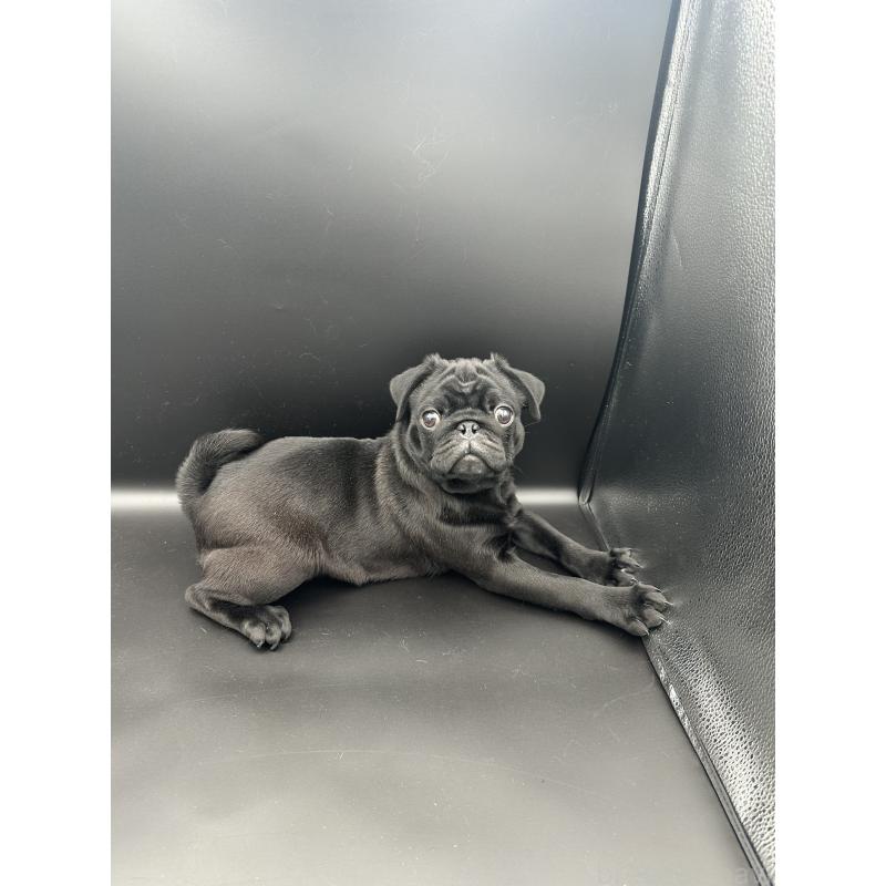 販売中の群馬県のパグ-427017の2枚目