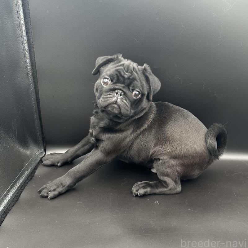 販売中の群馬県のパグ-427017の1枚目