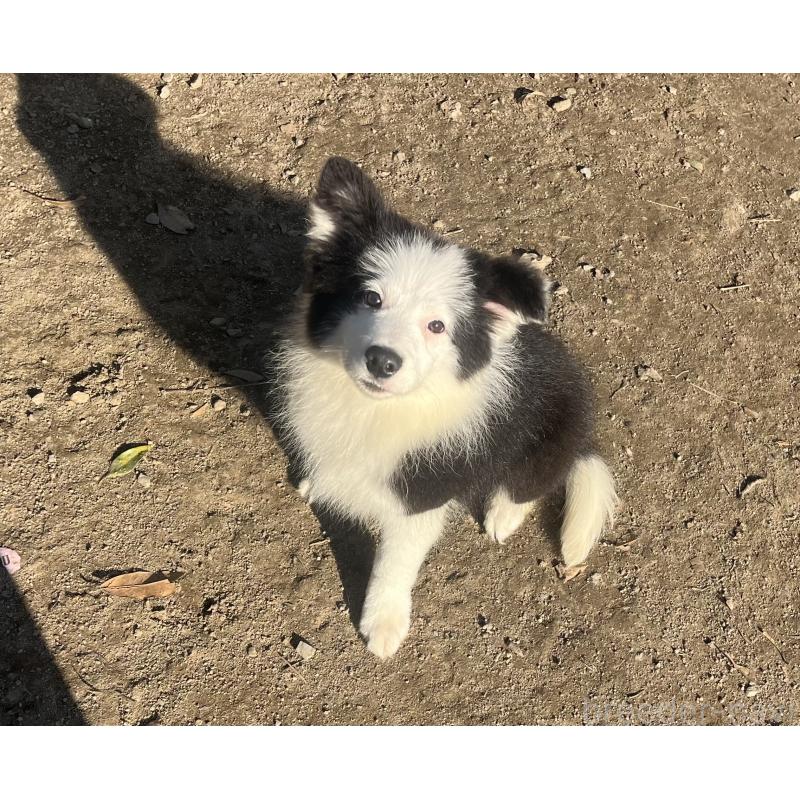 販売中の福岡県のボーダーコリー-429236の7枚目