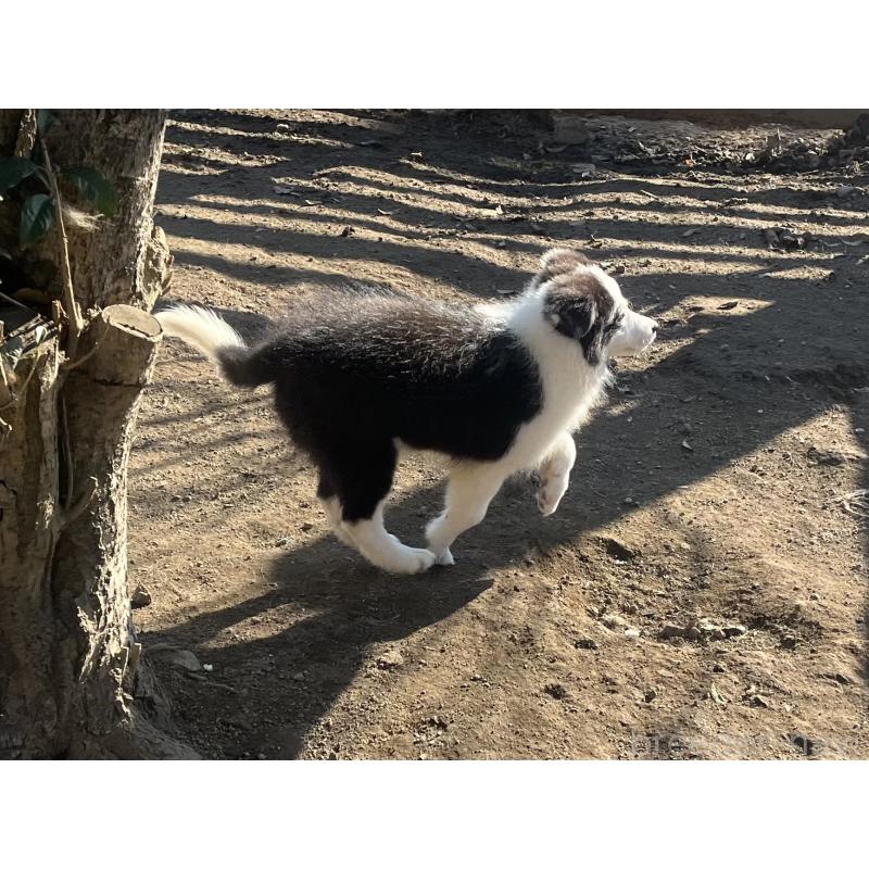 販売中の福岡県のボーダーコリー-429236の6枚目