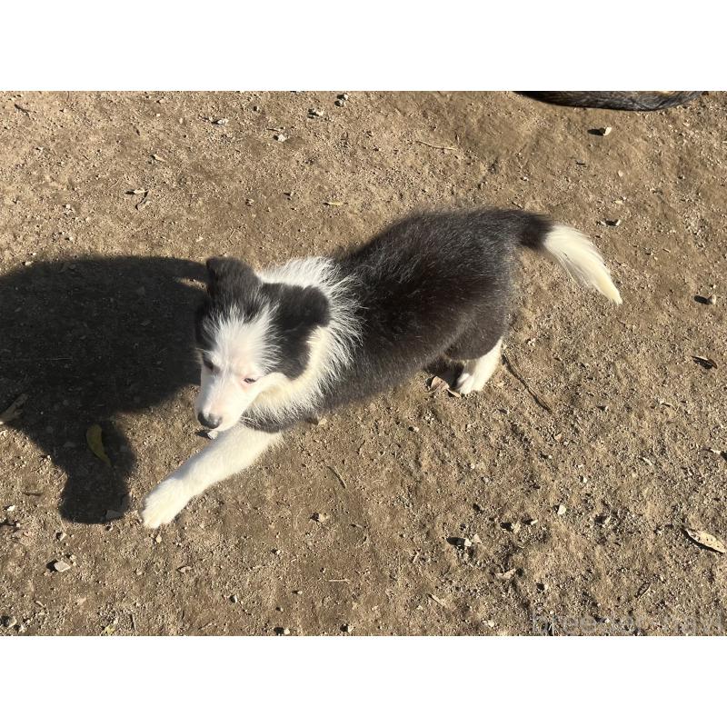 販売中の福岡県のボーダーコリー-429236の5枚目