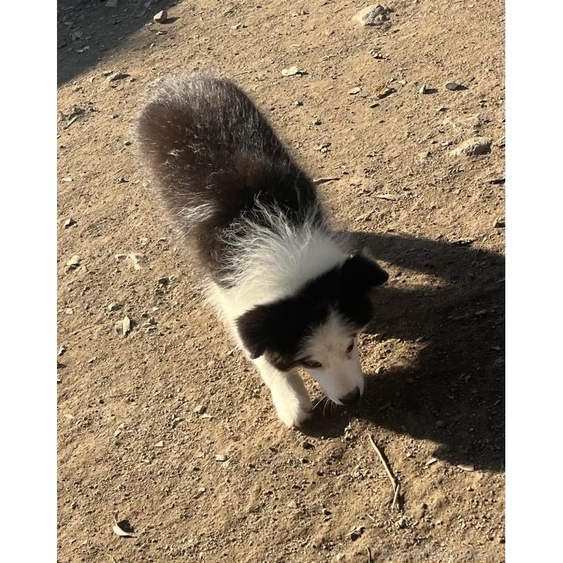 販売中の福岡県のボーダーコリー-429236の4枚目