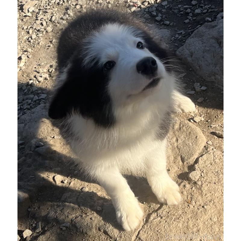 販売中の福岡県のボーダーコリー-429236の3枚目