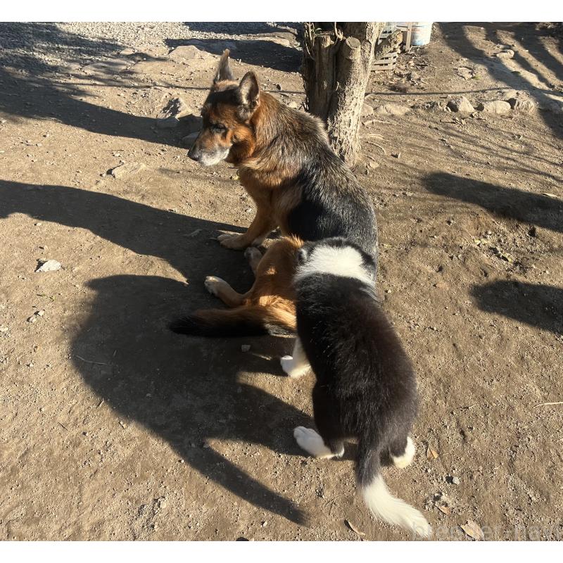 販売中の福岡県のボーダーコリー-429236の2枚目