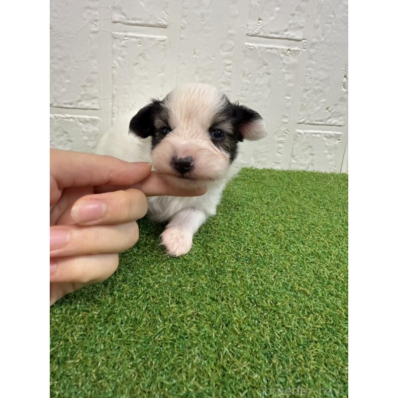 販売中の徳島県のパピヨン-435782の3枚目