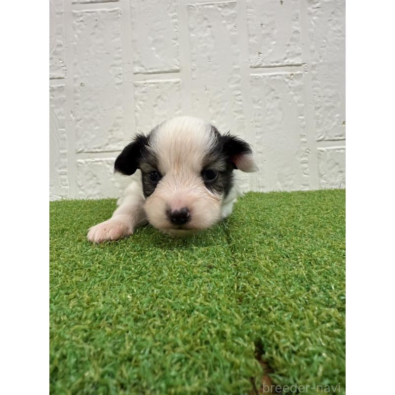 販売中の徳島県のパピヨン-435782の2枚目