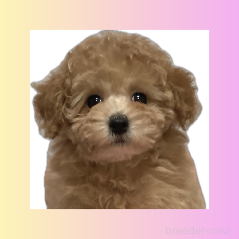 販売中の広島県のタイニープードル-435784の1枚目