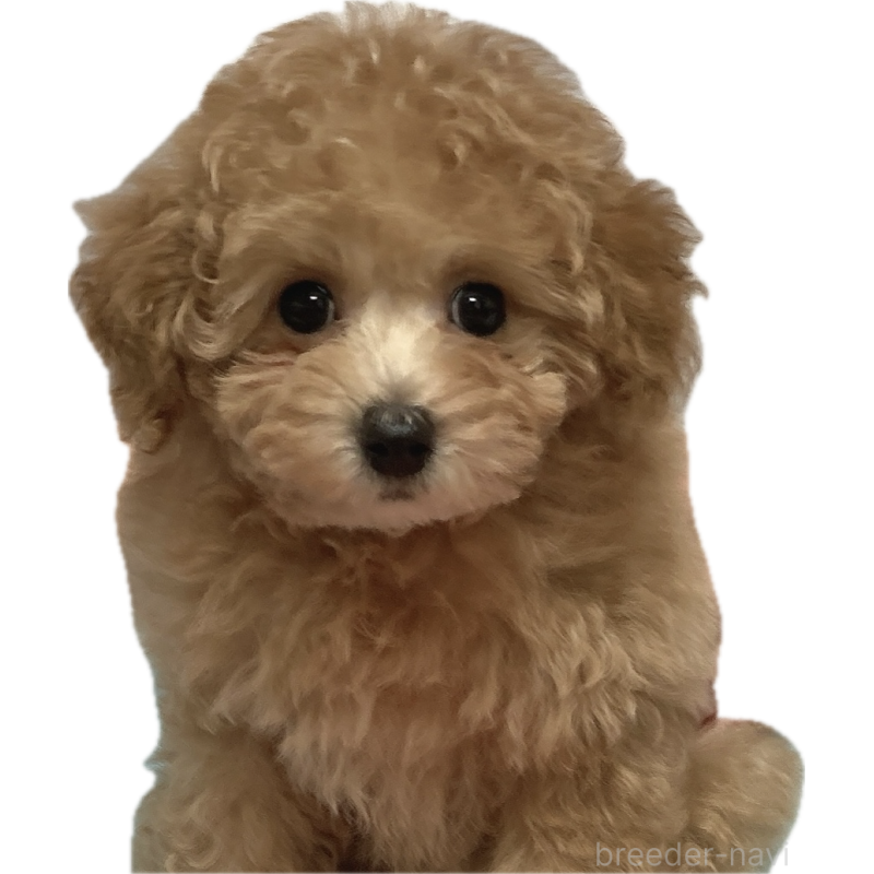 販売中の広島県のタイニープードル-435784の8枚目