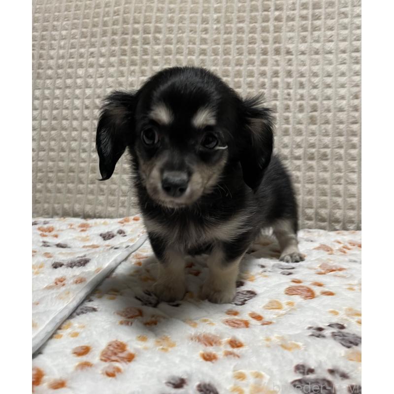 販売中の大阪府のチワックス:チワワ×ミニチュアダックスフンド-435783の8枚目