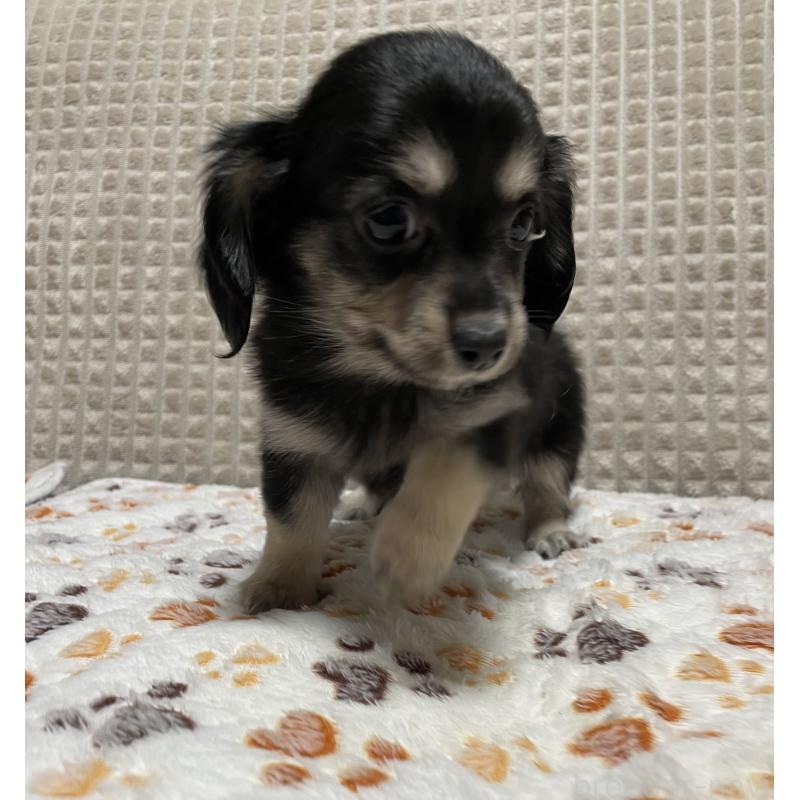 販売中の大阪府のチワックス:チワワ×ミニチュアダックスフンド-435783の7枚目