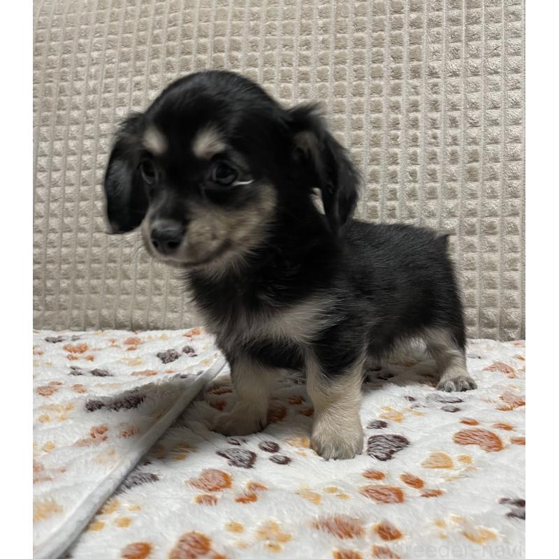 販売中の大阪府のチワックス:チワワ×ミニチュアダックスフンド-435783の6枚目