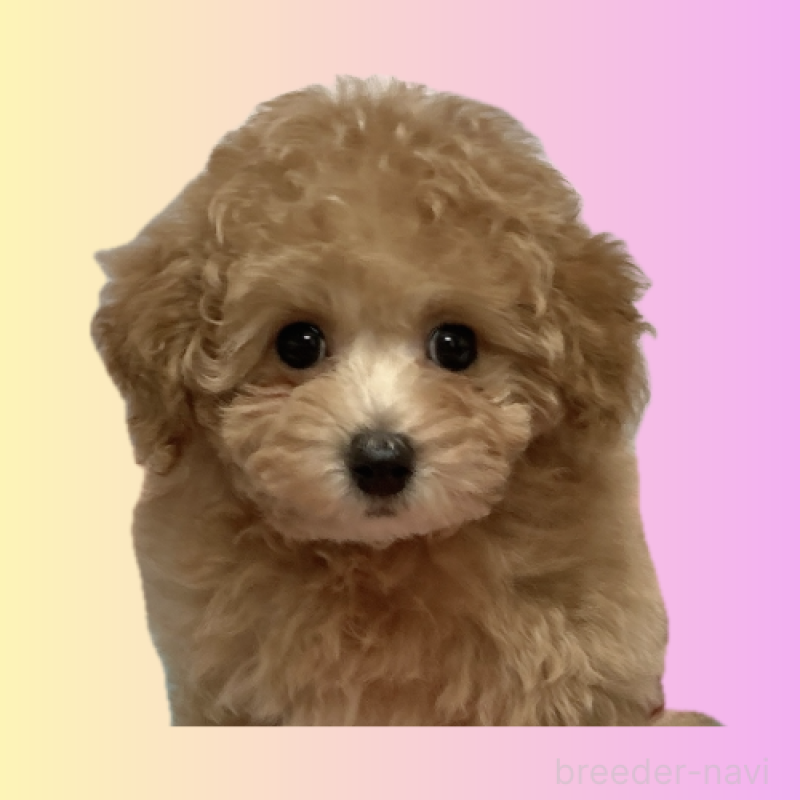 販売中の広島県のタイニープードル-435784の7枚目